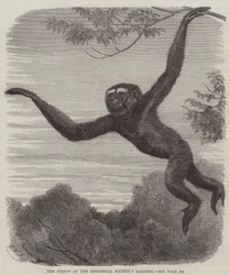 Der Gibbon im Zoologischen Garten